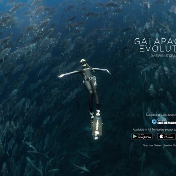 Galapagos Evolution: um filme inspirador sobre Galápagos - Água Rara